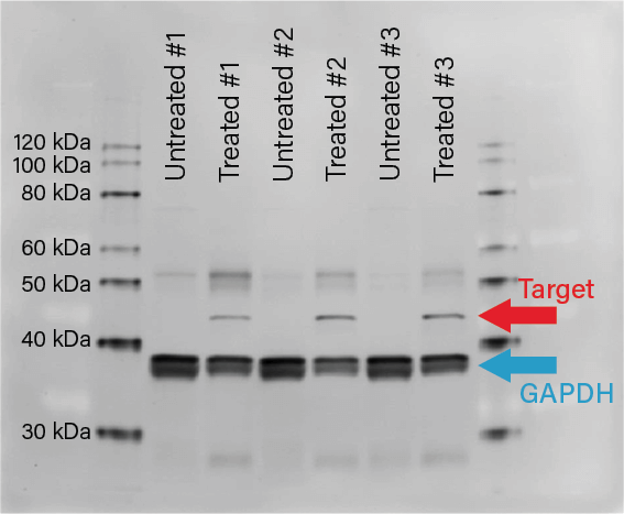 Western blot