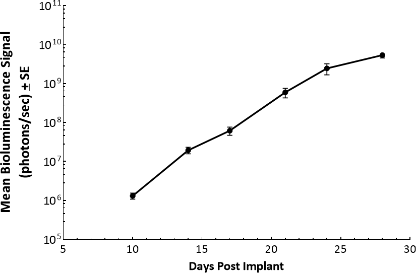 C1498-Luc: Murine Leukemia