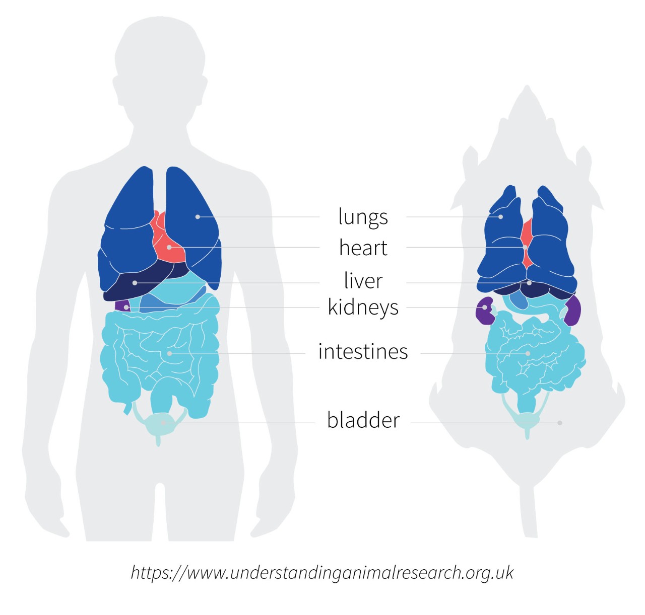 human-vs-animal-health-illustration-v4